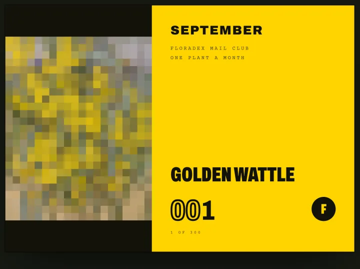 The envelope: a pixel mosaic of the wattle beside a gold panel reading September, Golden wattle, 001
