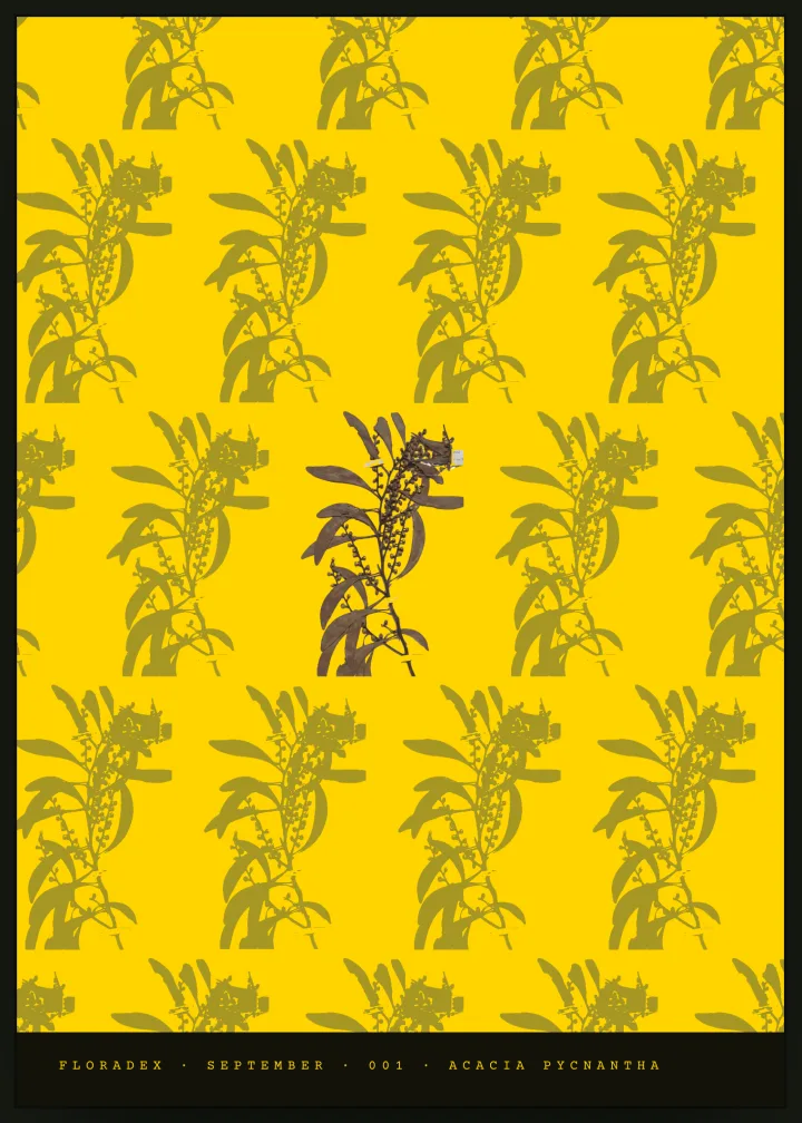 The wrapping: the pressed wattle repeated as a pattern across the sheet